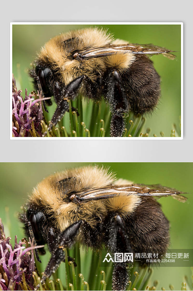 花卉蜜蜂蜂蜜采蜜高清图片素材
