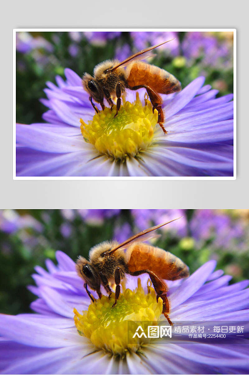 紫色花卉蜜蜂蜂蜜采蜜高清图片素材