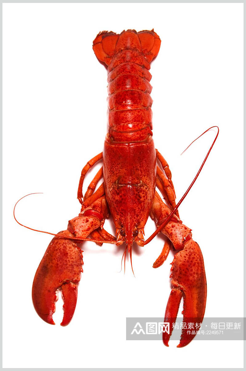 精品红色大龙虾海鲜摄影图素材