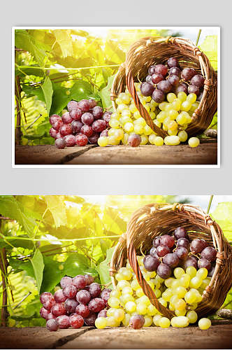 葡萄园水果食品摄影图片