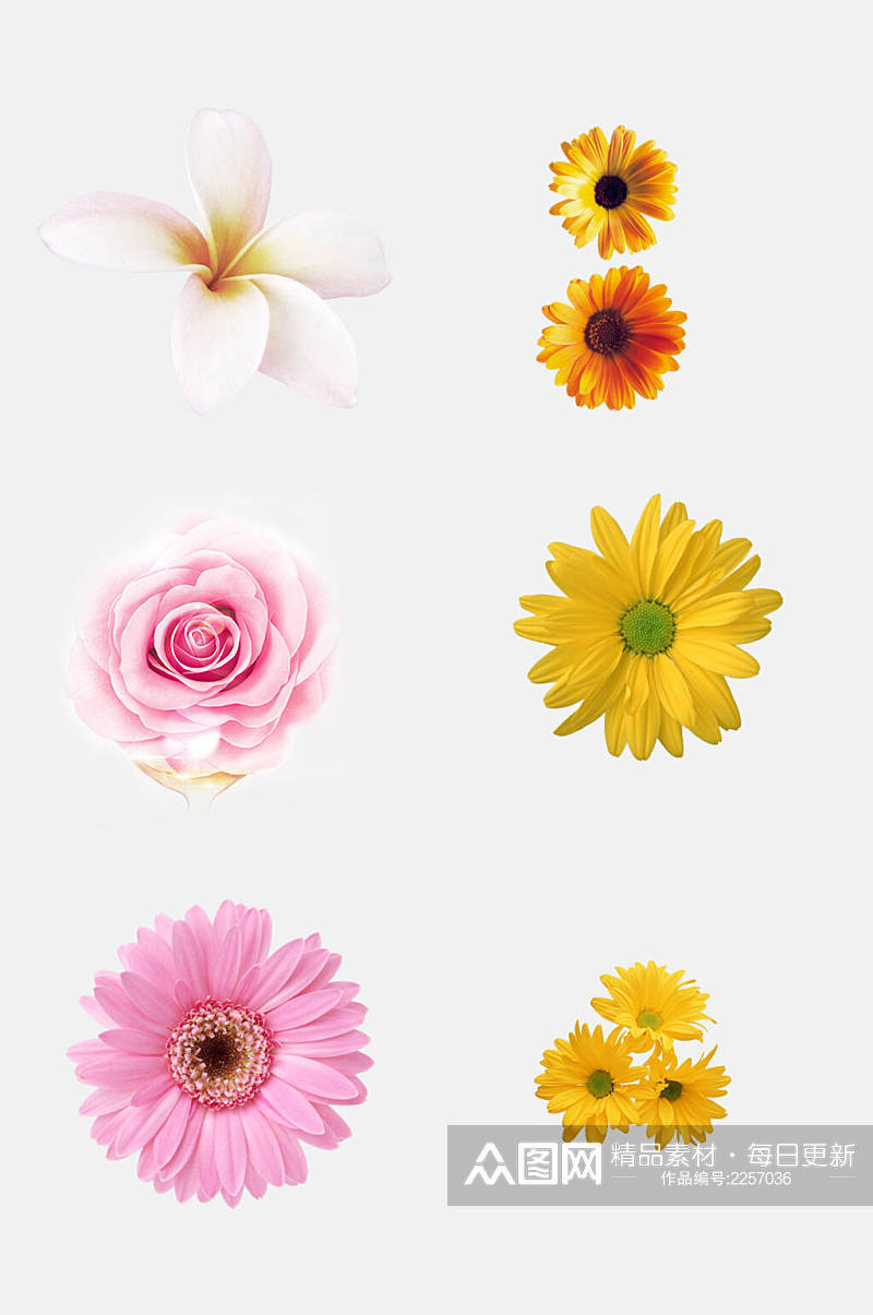 清新手绘花朵植物免抠设计素材素材