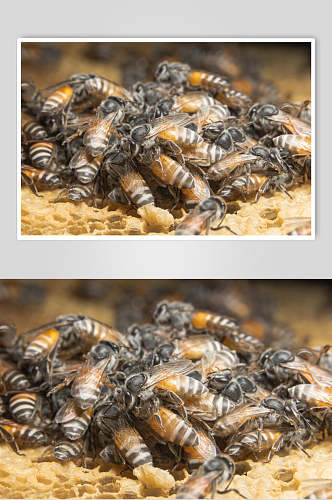 蜜蜂蜂蜜采蜜摄影图片