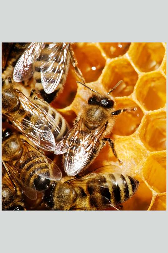 蜜蜂蜂蜜采蜜高清特写图片