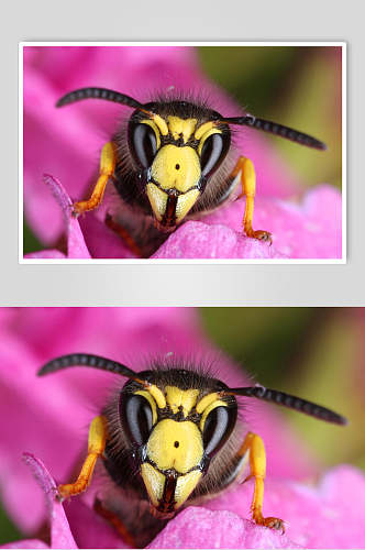 紫色蜜蜂蜂蜜采蜜高清图片
