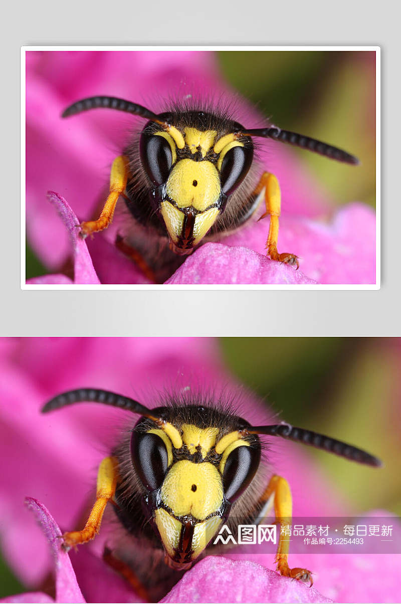 紫色蜜蜂蜂蜜采蜜高清图片素材
