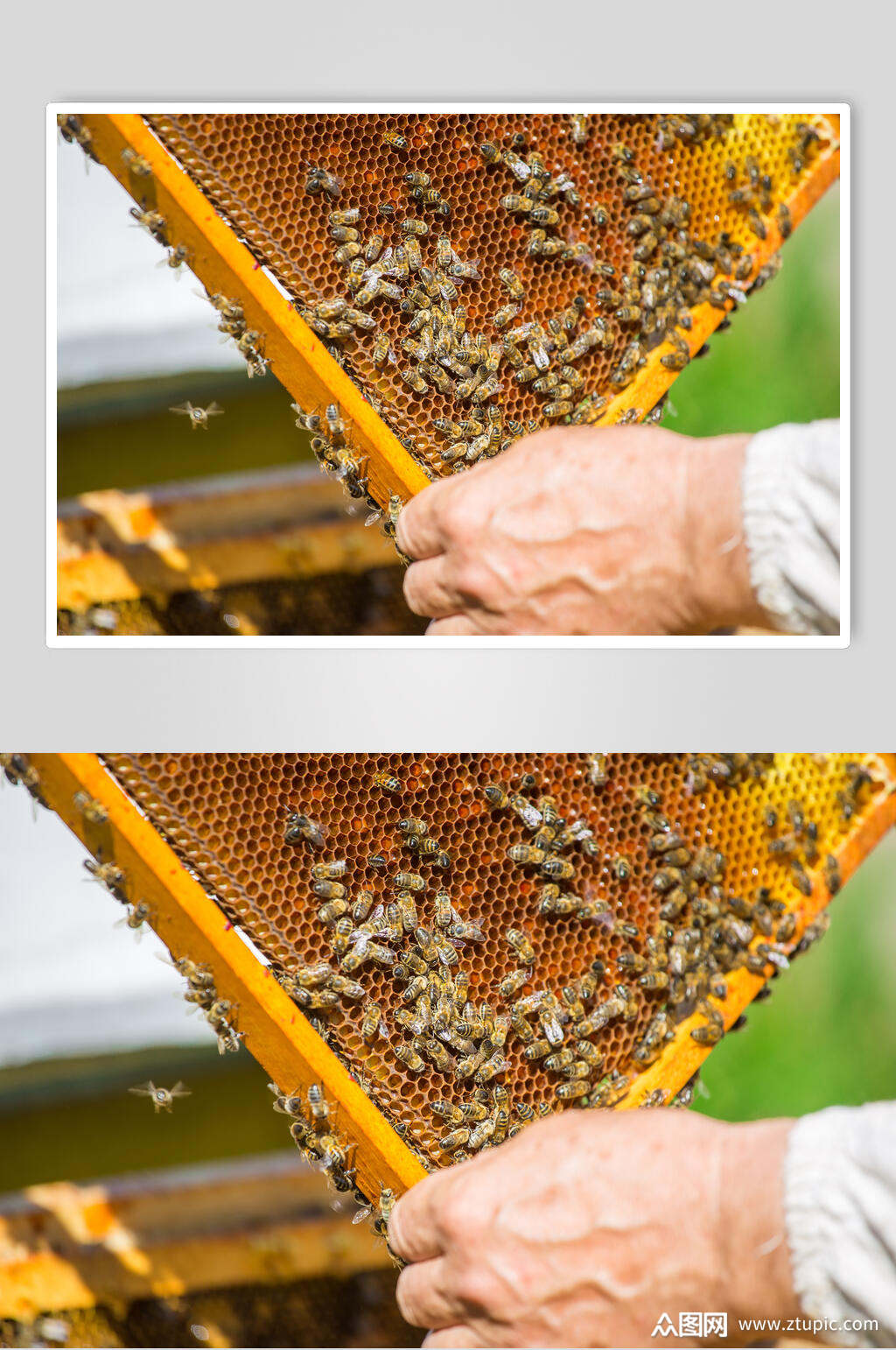 蜜蜂蜂蜜采蜜摄影图片素材