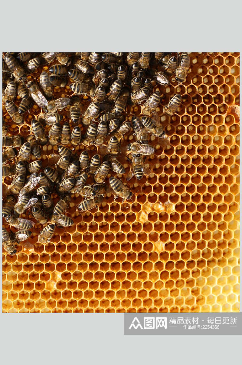 简洁蜜蜂蜂蜜采蜜摄影图片素材