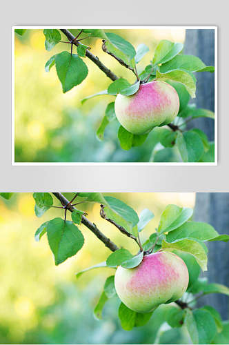 现摘苹果水果摄影图片