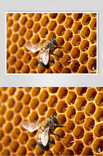 蜜蜂蜂蜜采蜜摄影近景图片