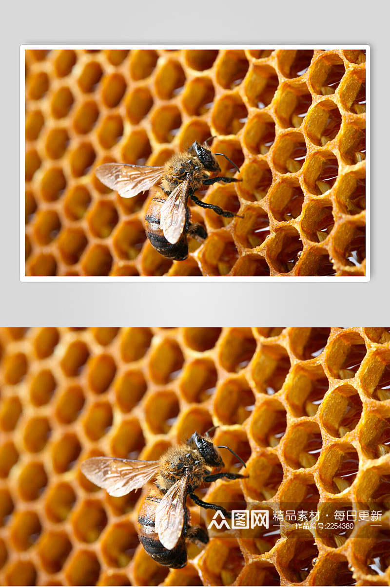 蜜蜂蜂蜜采蜜摄影近景图片素材