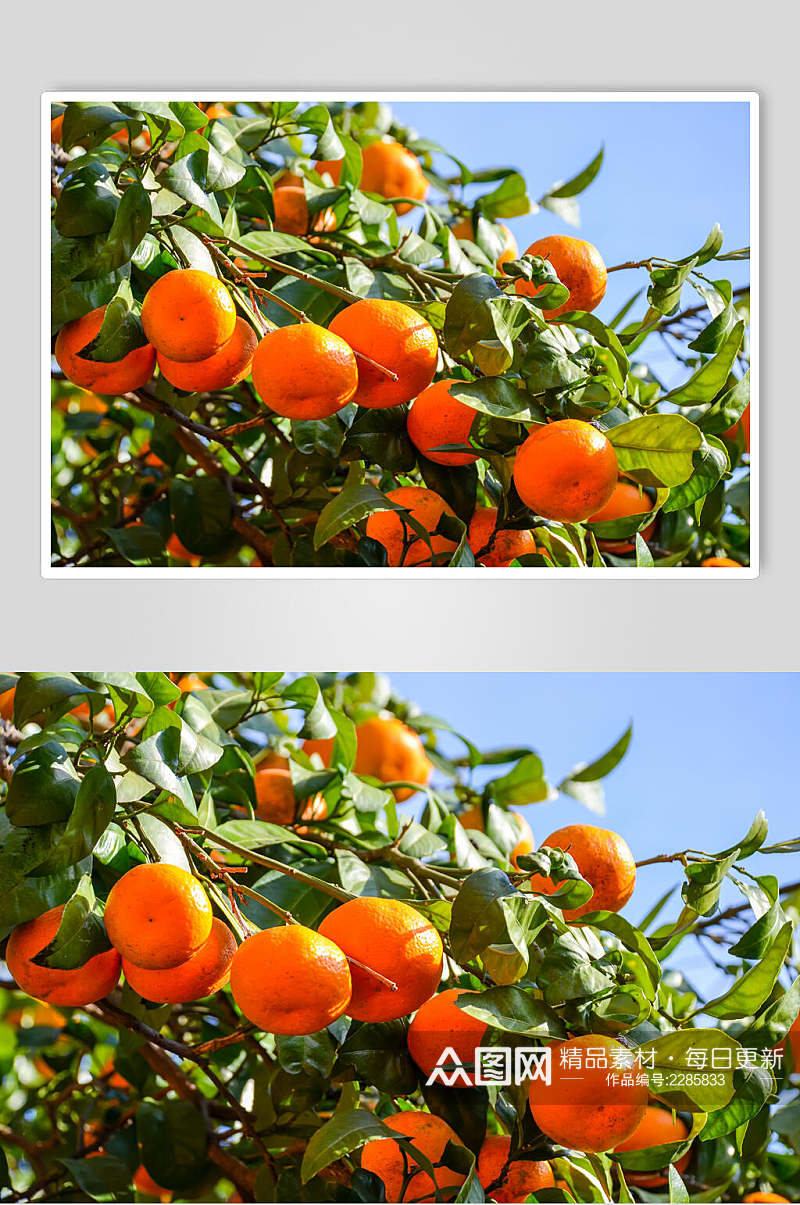 鲜榨橘子水果图片素材