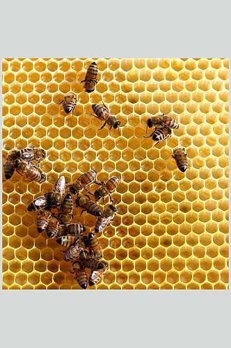黄色蜂窝蜜蜂蜂蜜采蜜高清图片