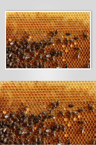 虫蛹蜜蜂蜂蜜采蜜摄影图片