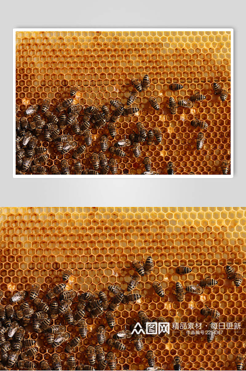 虫蛹蜜蜂蜂蜜采蜜摄影图片素材