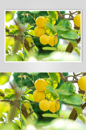 现摘鲜榨柠檬水果图片