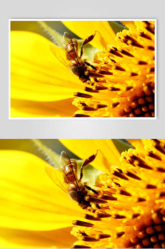 黄色花卉蜜蜂蜂蜜采蜜摄影图片