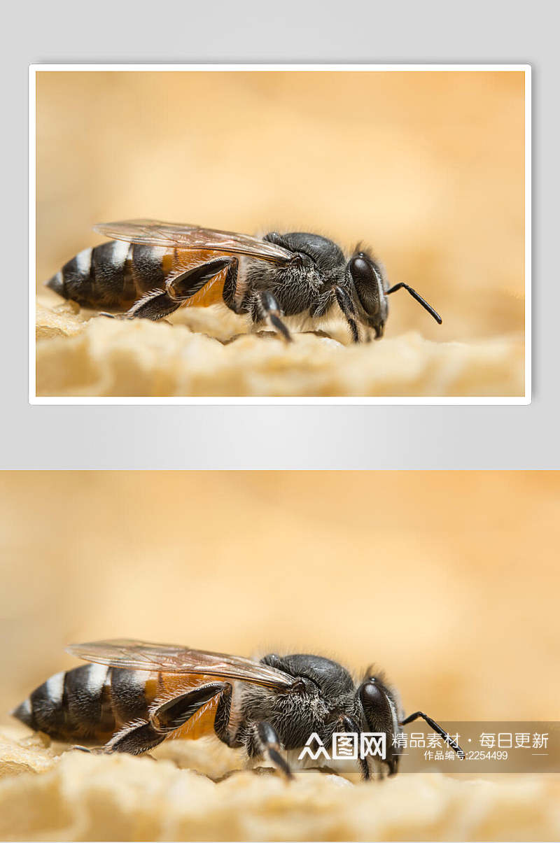 金色蜜蜂蜂蜜采蜜高清图片素材