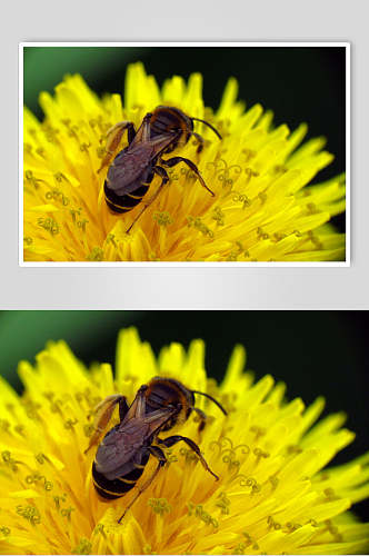 清新黄色花卉蜜蜂蜂蜜采蜜摄影图片