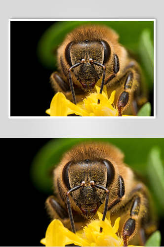 蜜蜂蜂蜜采蜜高清图片