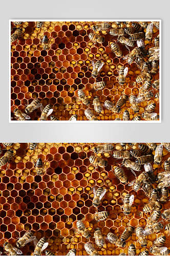 蜜蜂蜂蜜采蜜摄影图片