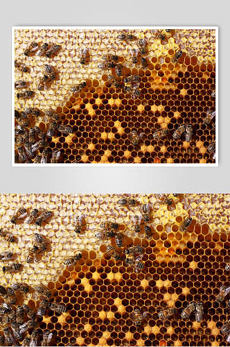 美味蜜蜂蜂蜜采蜜高清图片