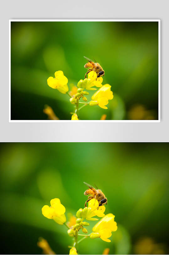 清新油菜花蜜蜂蜂蜜采蜜摄影图片 植物摄影图