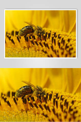 黄色蜜蜂蜂蜜采蜜高清图片