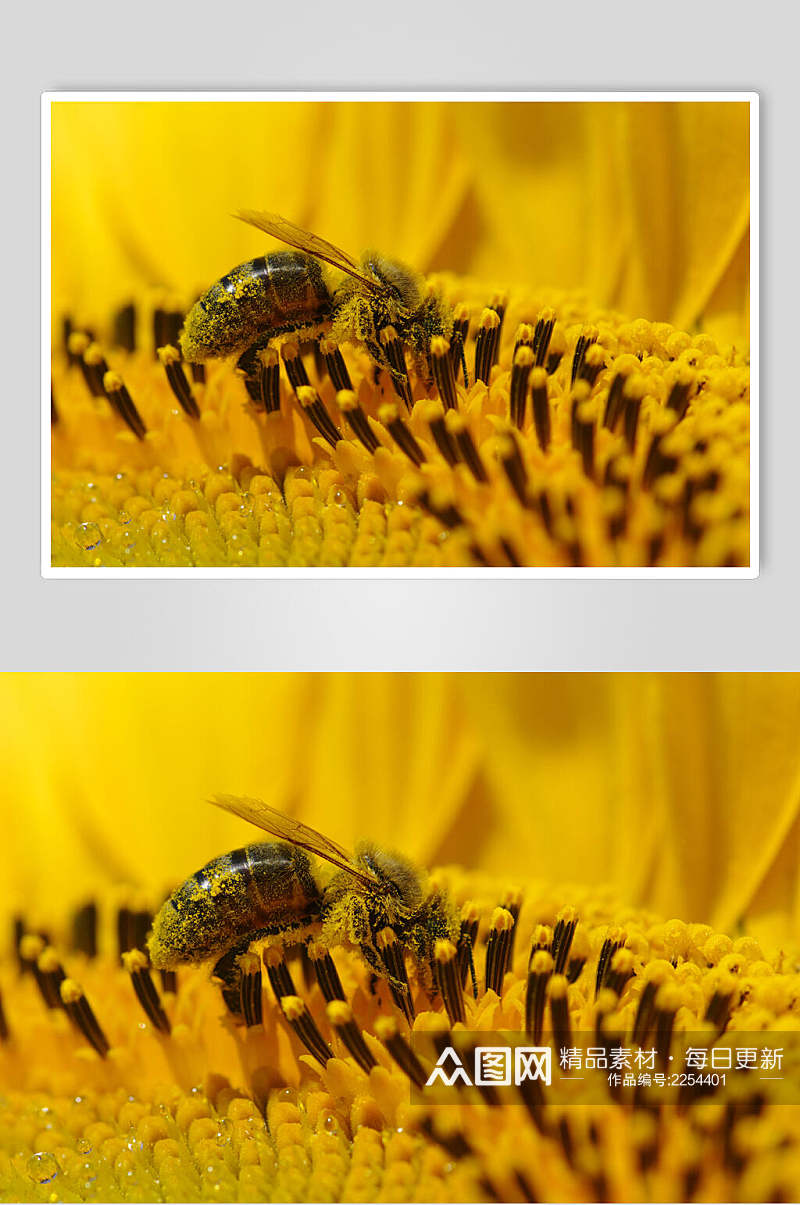 黄色蜜蜂蜂蜜采蜜高清图片素材