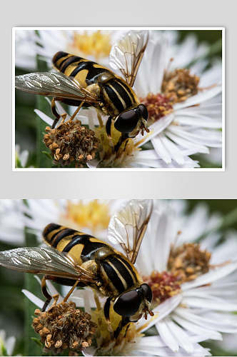 清新唯美蜜蜂蜂蜜采蜜高清图片