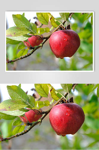 现摘苹果水果高清图片