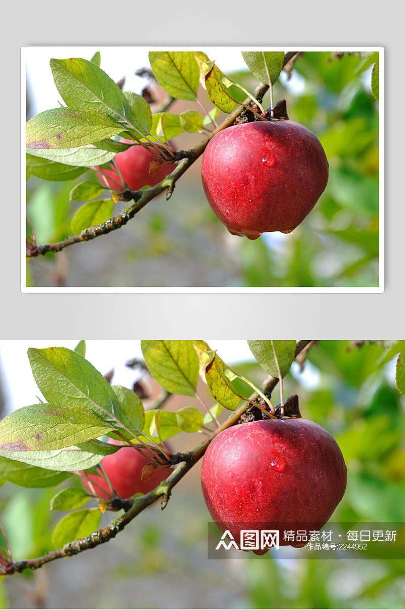 现摘苹果水果高清图片素材