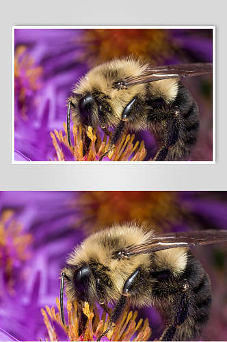 时尚蜜蜂蜂蜜采蜜高清图片