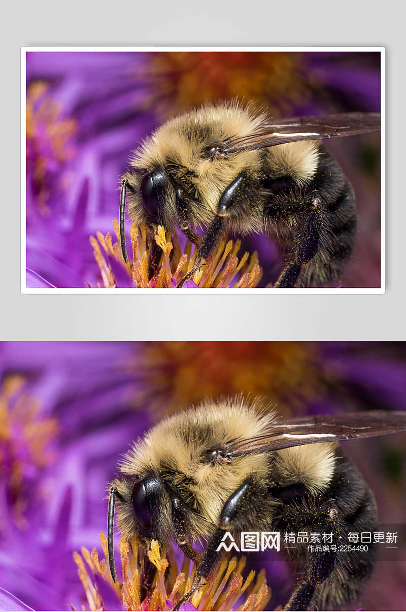 时尚蜜蜂蜂蜜采蜜高清图片素材