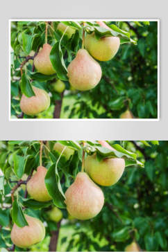 梨子水果食品高清图片