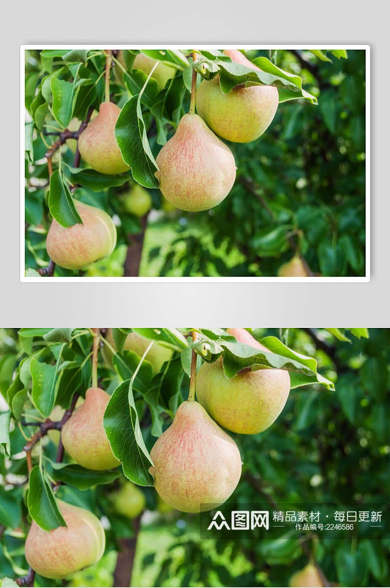 梨子水果食品高清图片素材