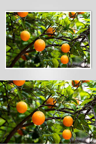 现摘橘子水果食品高清图片