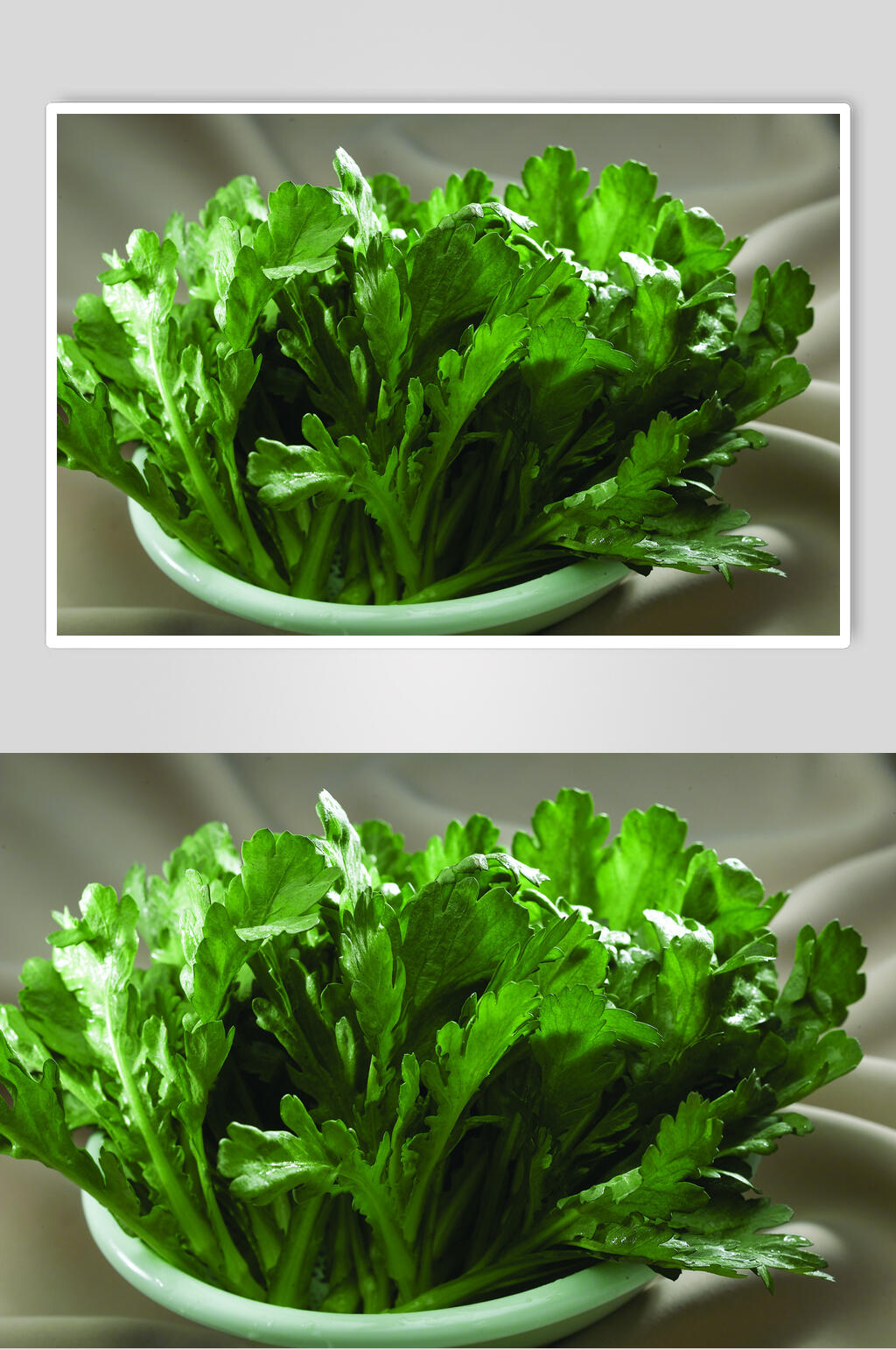 广东茼蒿食品图片素材