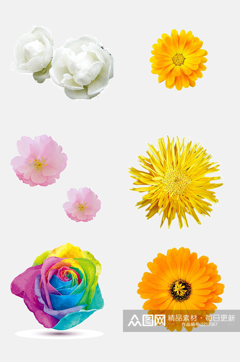 炫彩手绘花朵植物免抠素材素材