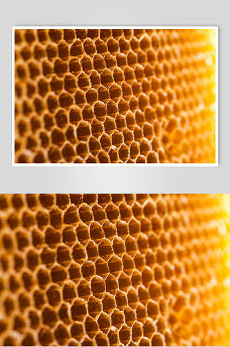 高端蜜蜂蜂蜜采蜜高清图片