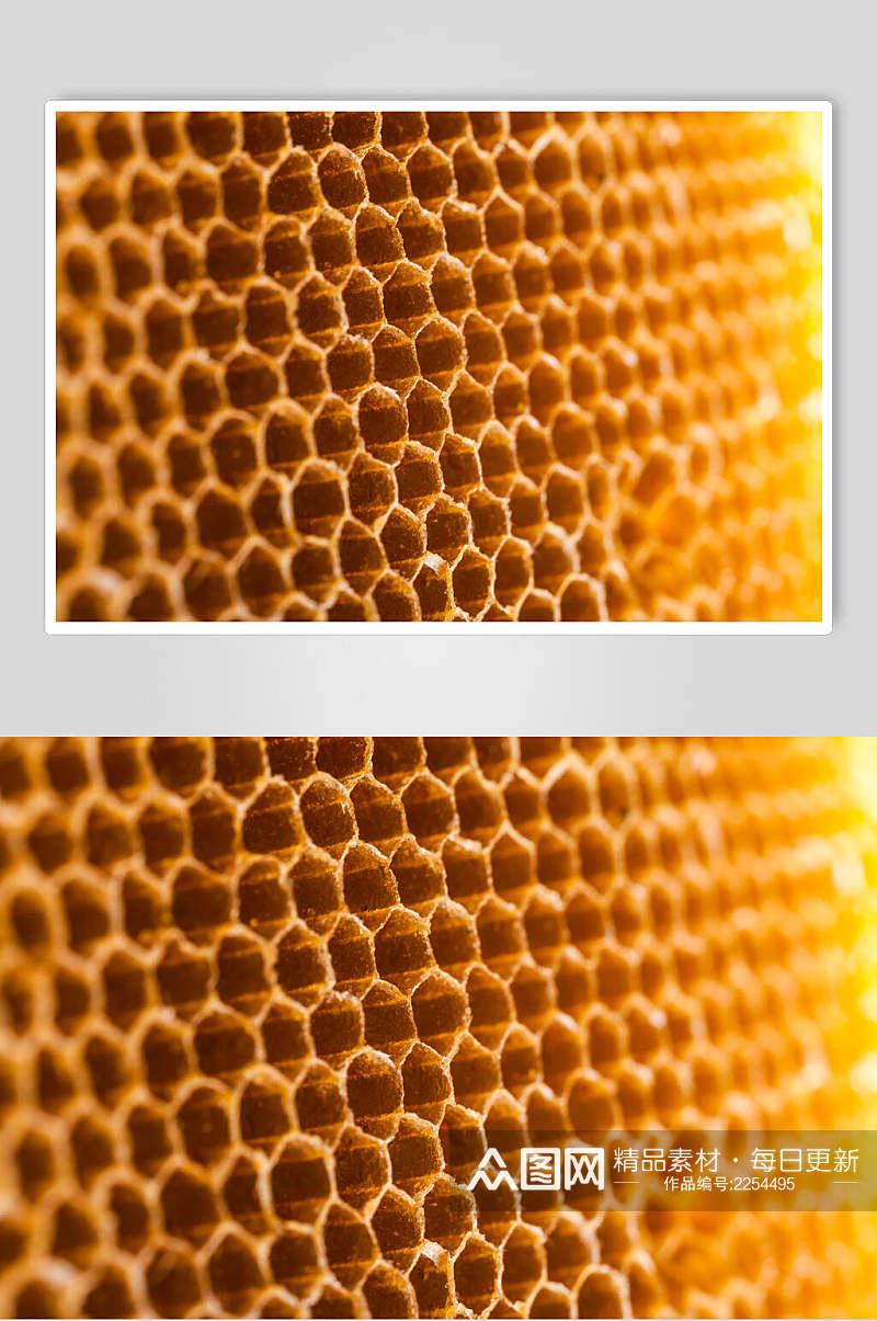 高端蜜蜂蜂蜜采蜜高清图片素材