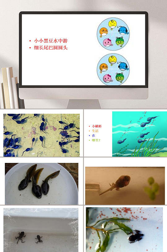 小蝌蚪进化幼儿园教学课件ppt
