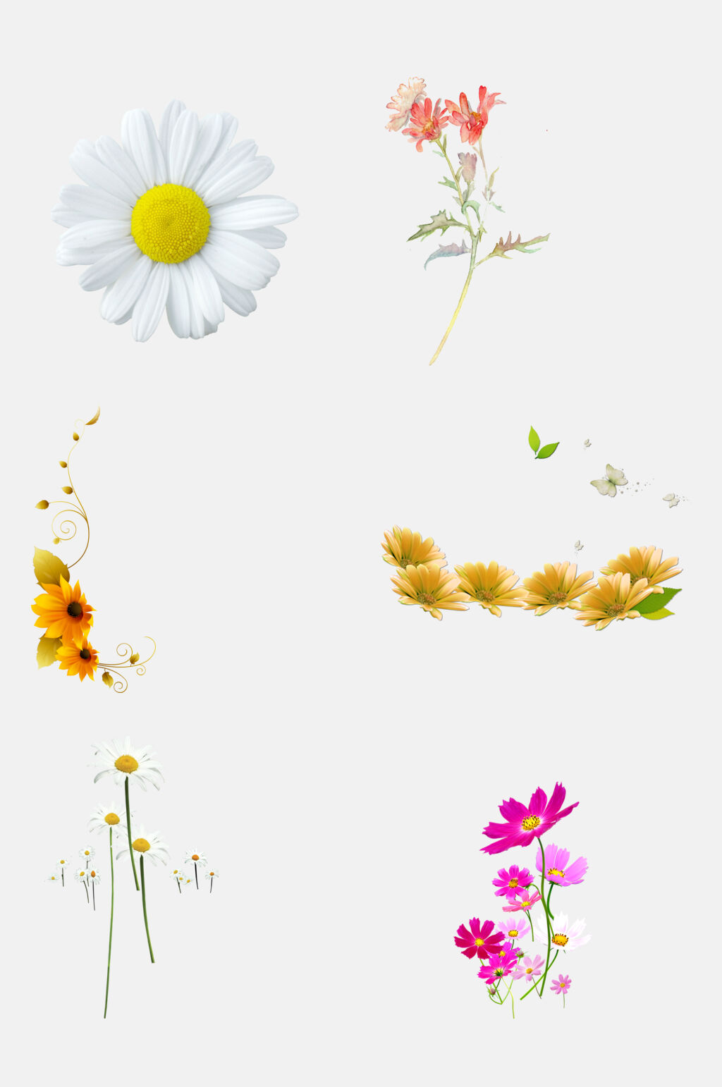 极简大气非洲菊花免抠素材素材