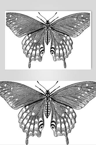 蝴蝶野生动物昆虫手绘素材