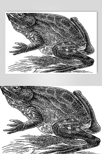 青蛙野生动物昆虫手绘素材
