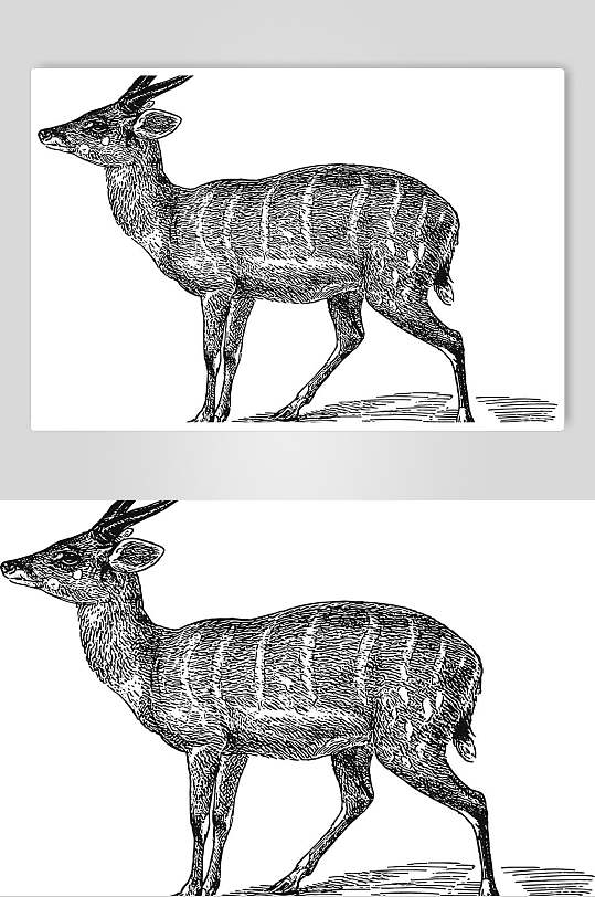 鹿野生动物昆虫手绘素材