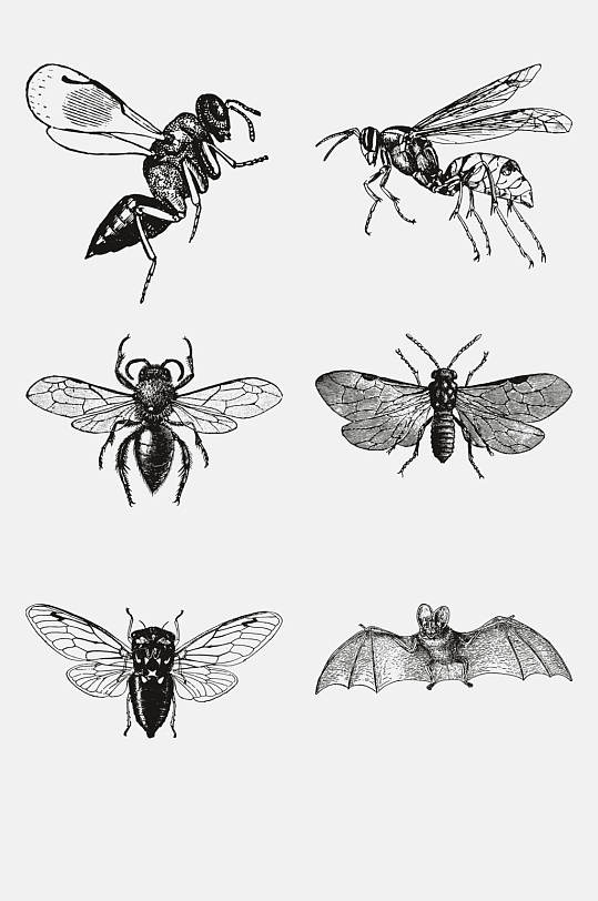 野生动物苍蝇昆虫手绘免抠元素