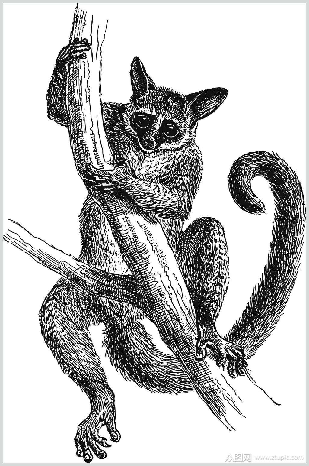 白底树懒野生动物昆虫手绘素材素材