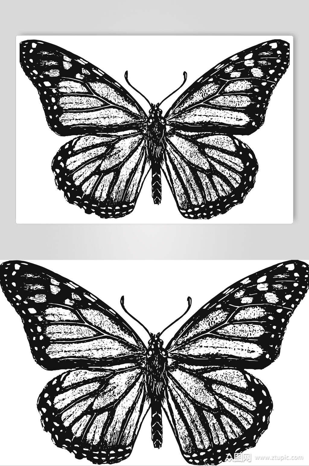 黑色蝴蝶野生动物昆虫手绘素材