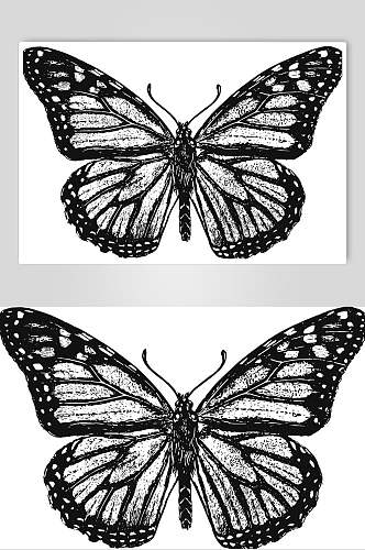 黑色蝴蝶野生动物昆虫手绘素材