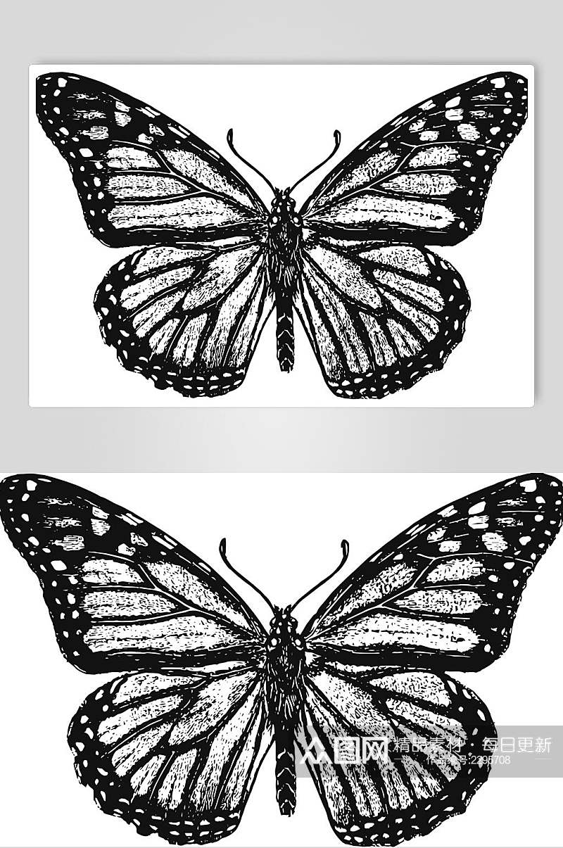 黑色蝴蝶野生动物昆虫手绘素材素材